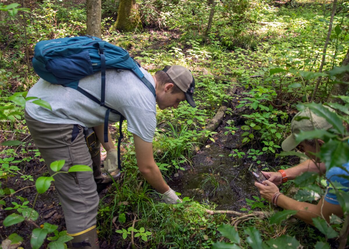 The Savannah River Ecology Lab releases offspring of confiscated ...