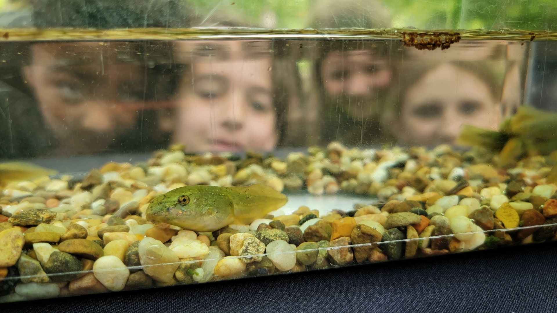A group of children view a tadpole in a tank.