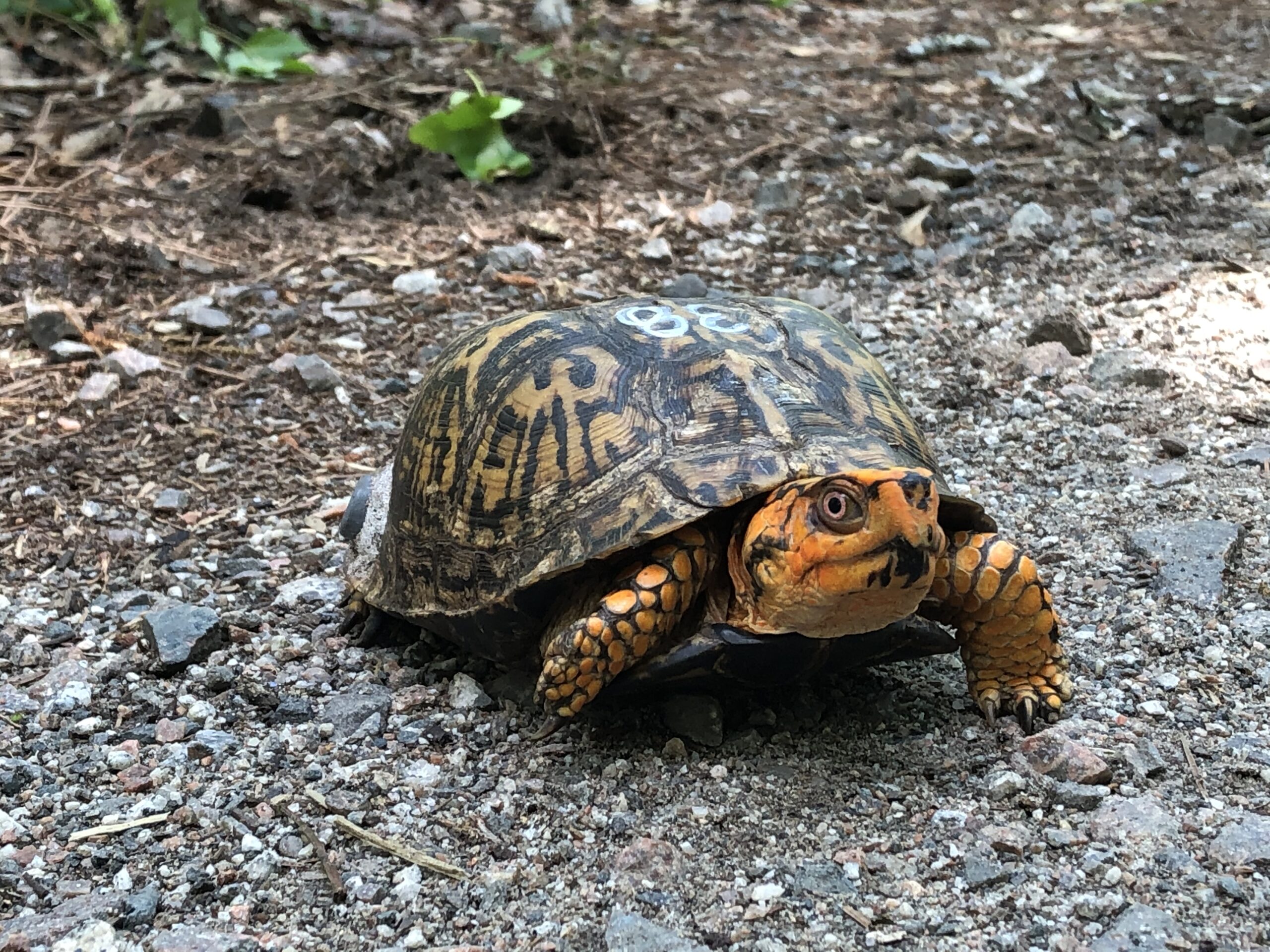 Marked for monitoring, this Eastern Box Turtle played a key role in understanding soft-release effectiveness. (Photo courtesy of Tracey Tuberville)