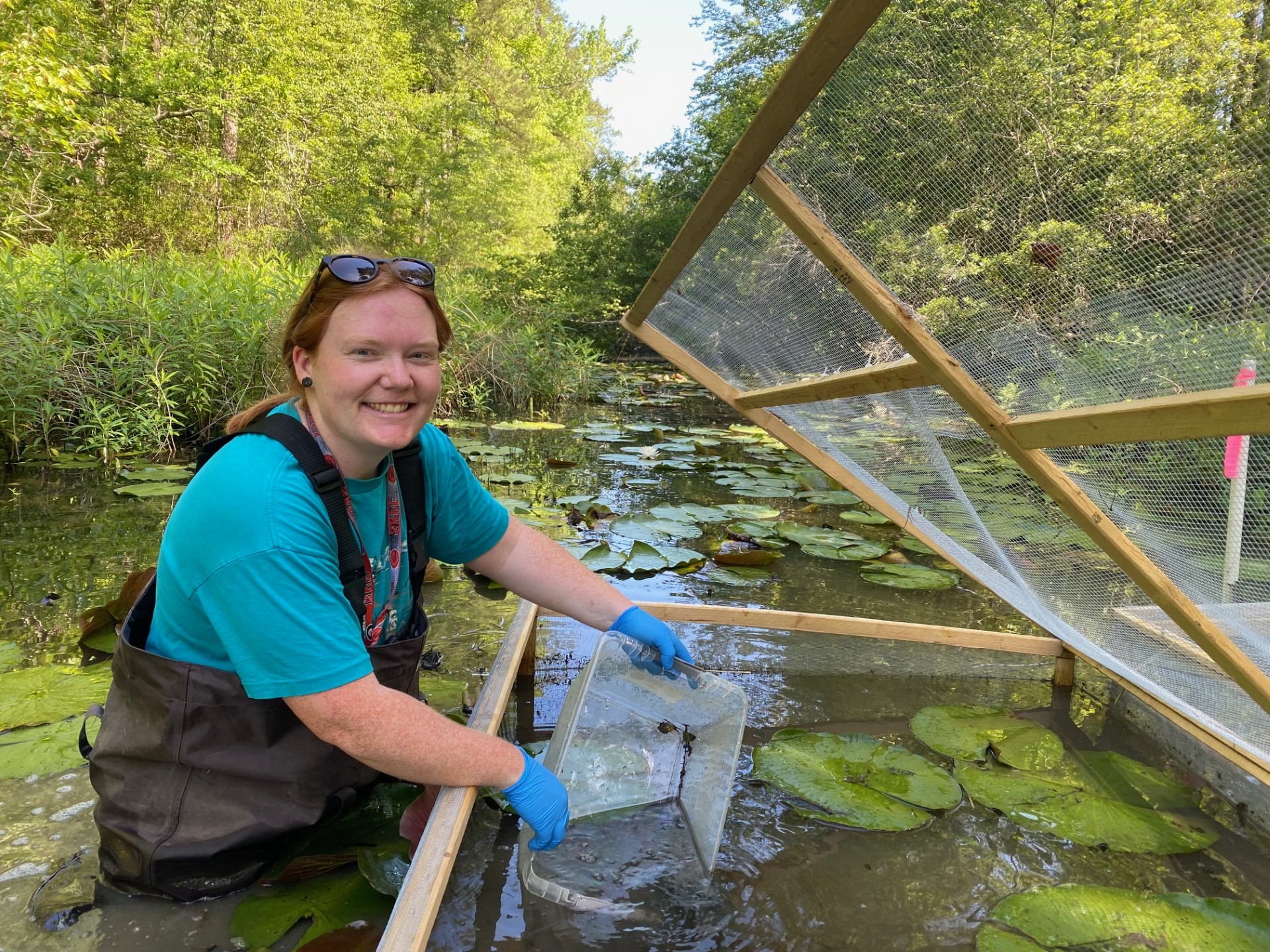 Katie Quinlin is seen releasing mosquitofish into R-Canal enclosure to start the uptake experiment. (Photo courtesy of Katie Quinlin)