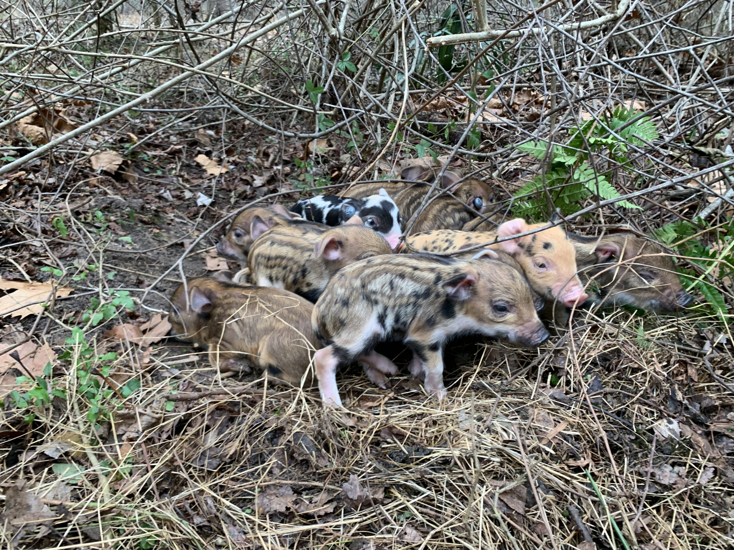 A group of wild pigs’ piglets with striped and spotted coats huddle together on dried grass and leaves, surrounded by bare branches and plants at one of their farrowing sites.