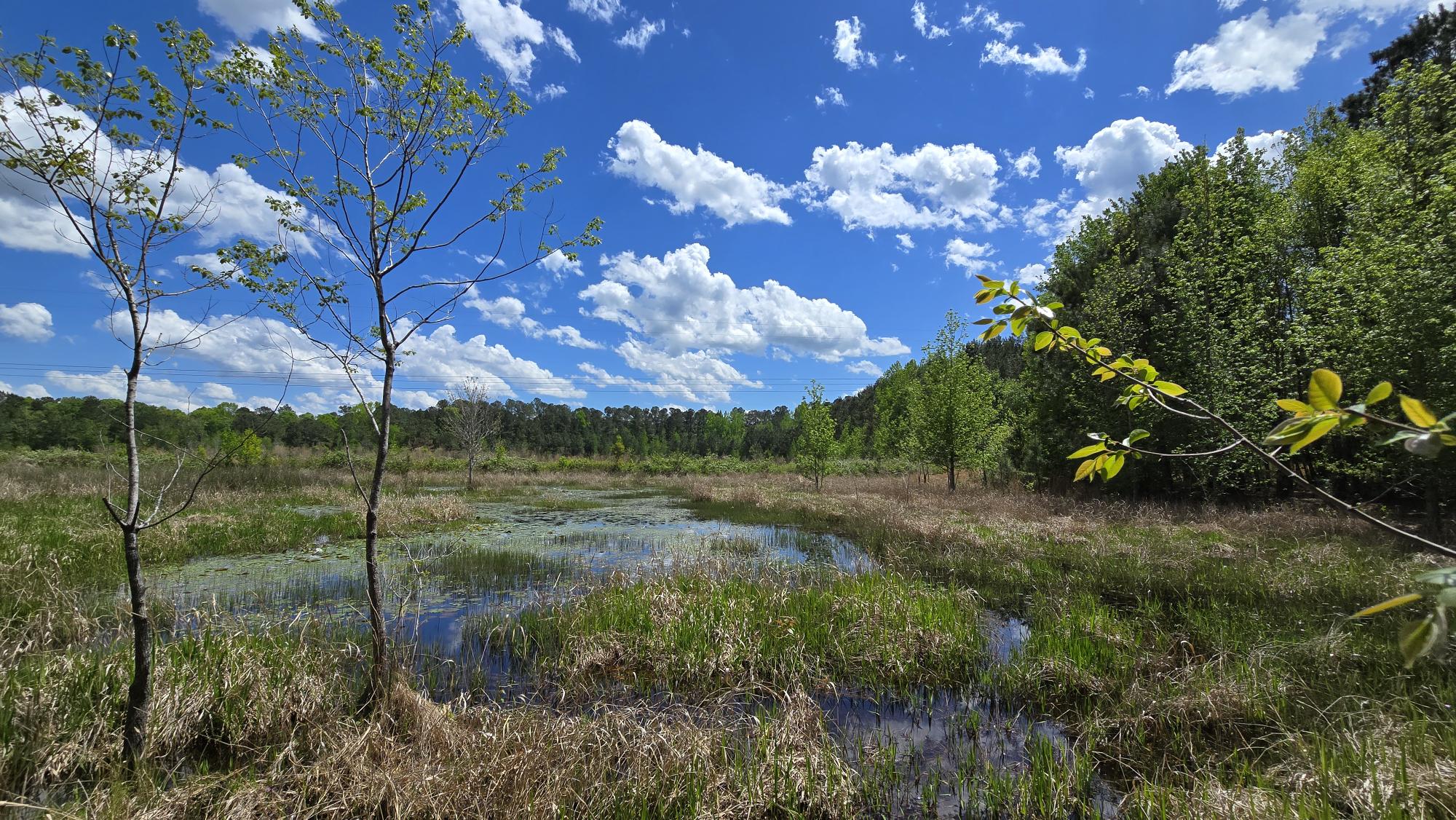 A wetland area with shallow water and tall grasses, featuring scattered young trees that contribute to the tree cover under a bright blue sky with white clouds.