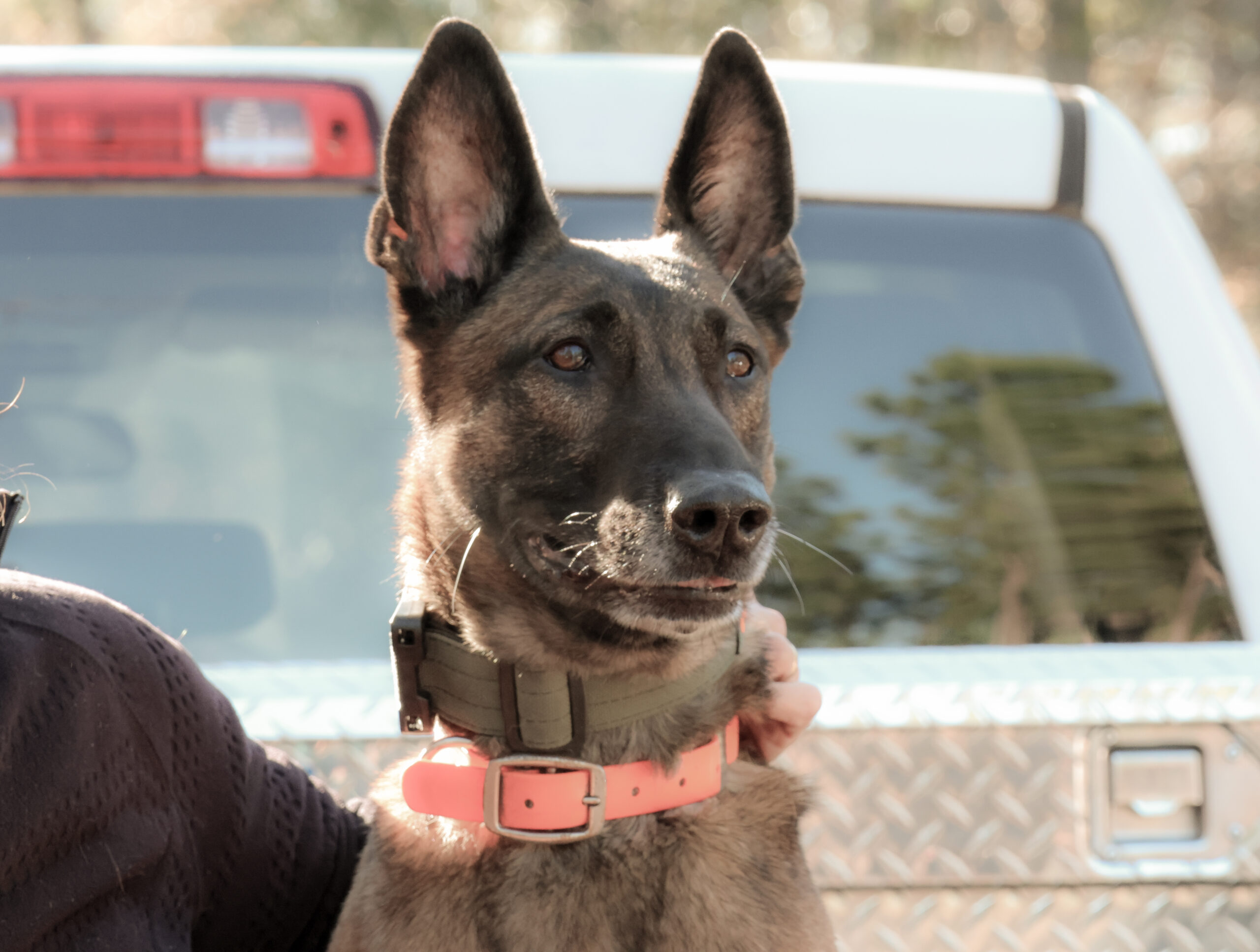 A Belgian Malinois dog trained in scent tracking stands in front of a white pickup truck, wearing a collar as a person’s hand rests on its shoulder—ready to assist with conservation efforts.