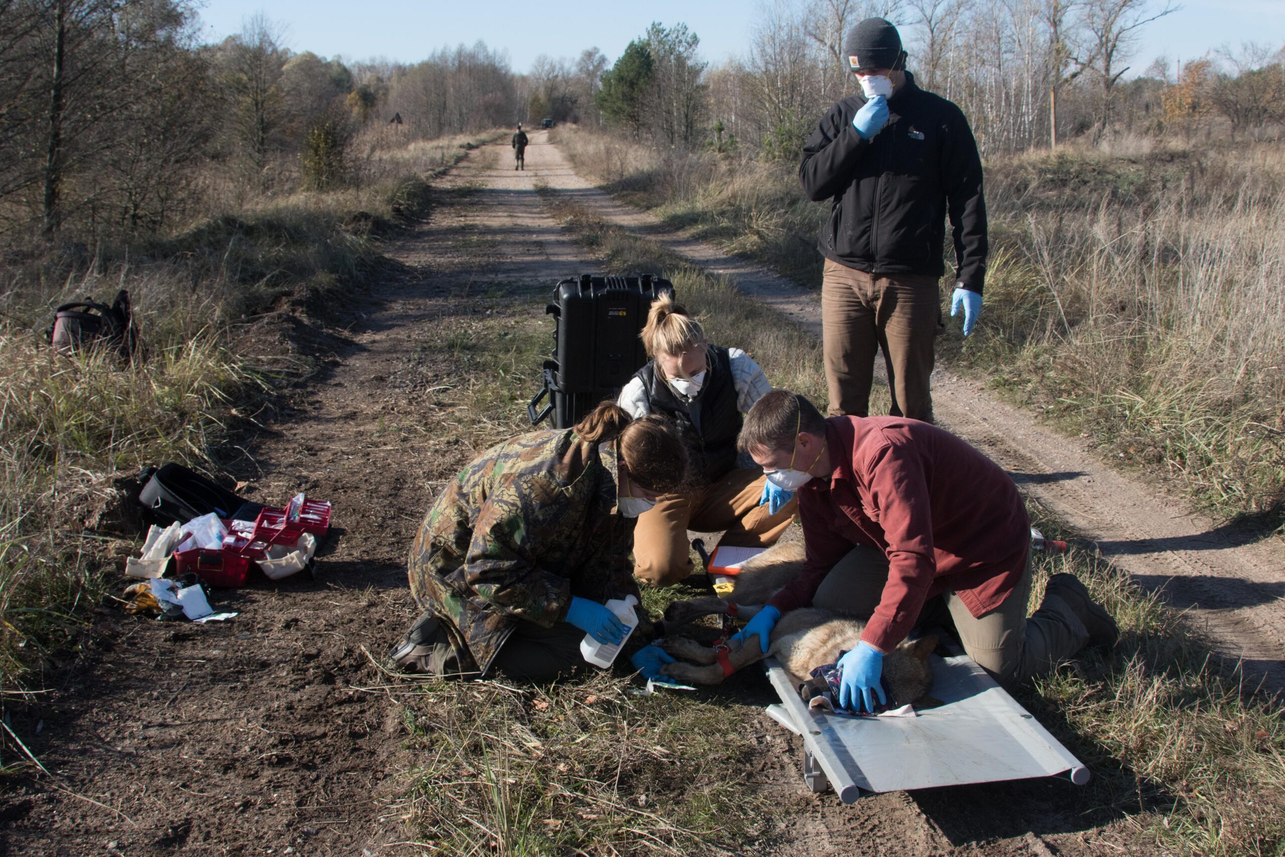 Three people wearing gloves and masks examine a sedated animal on a rural dirt path, using medical equipment—perhaps conducting research on Chornobyl wolves and their adaptation to radiation exposure. Another person stands in the background, observing the careful procedure.