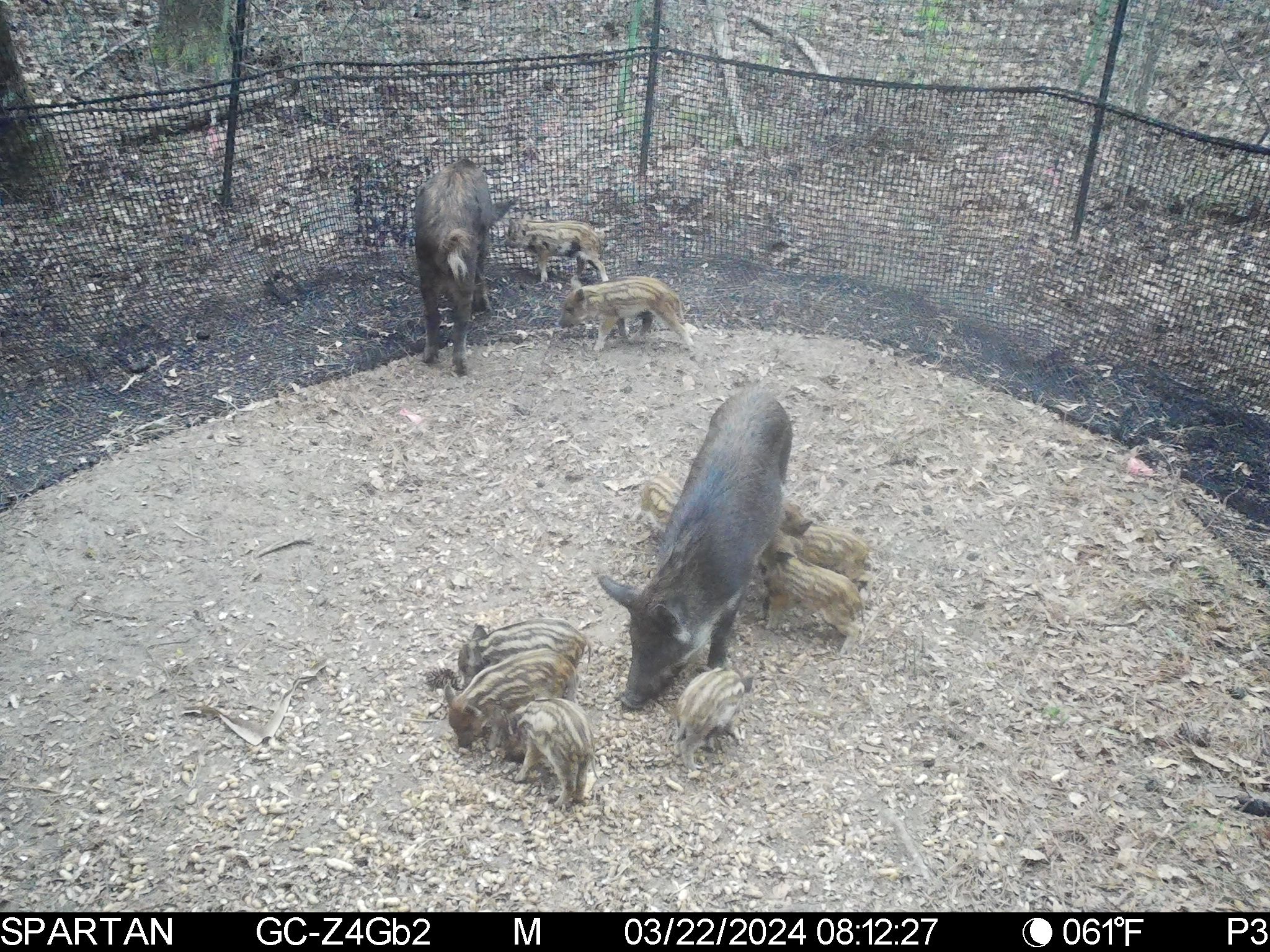 Two adult wild boars and several piglets with striped coats are inside a fenced enclosure in a wooded area at a found bait site. Image timestamp: 03/22/2024, 08:12:27. Temperature: 61°F.