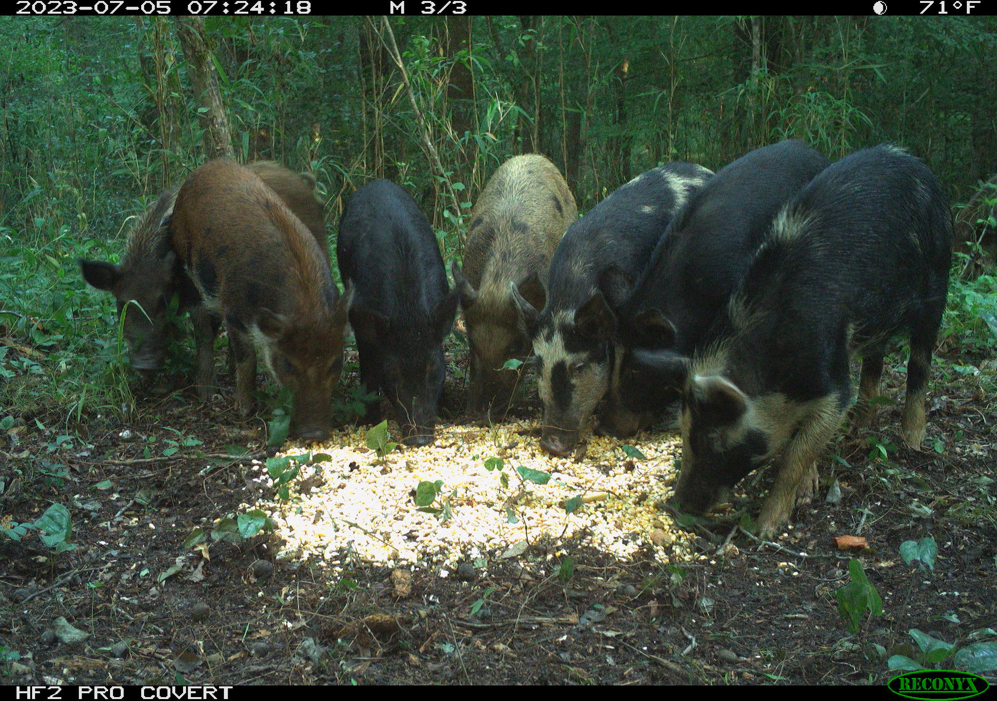 A group of seven wild pigs eats corn scattered on the forest floor, captured by a trail camera.
