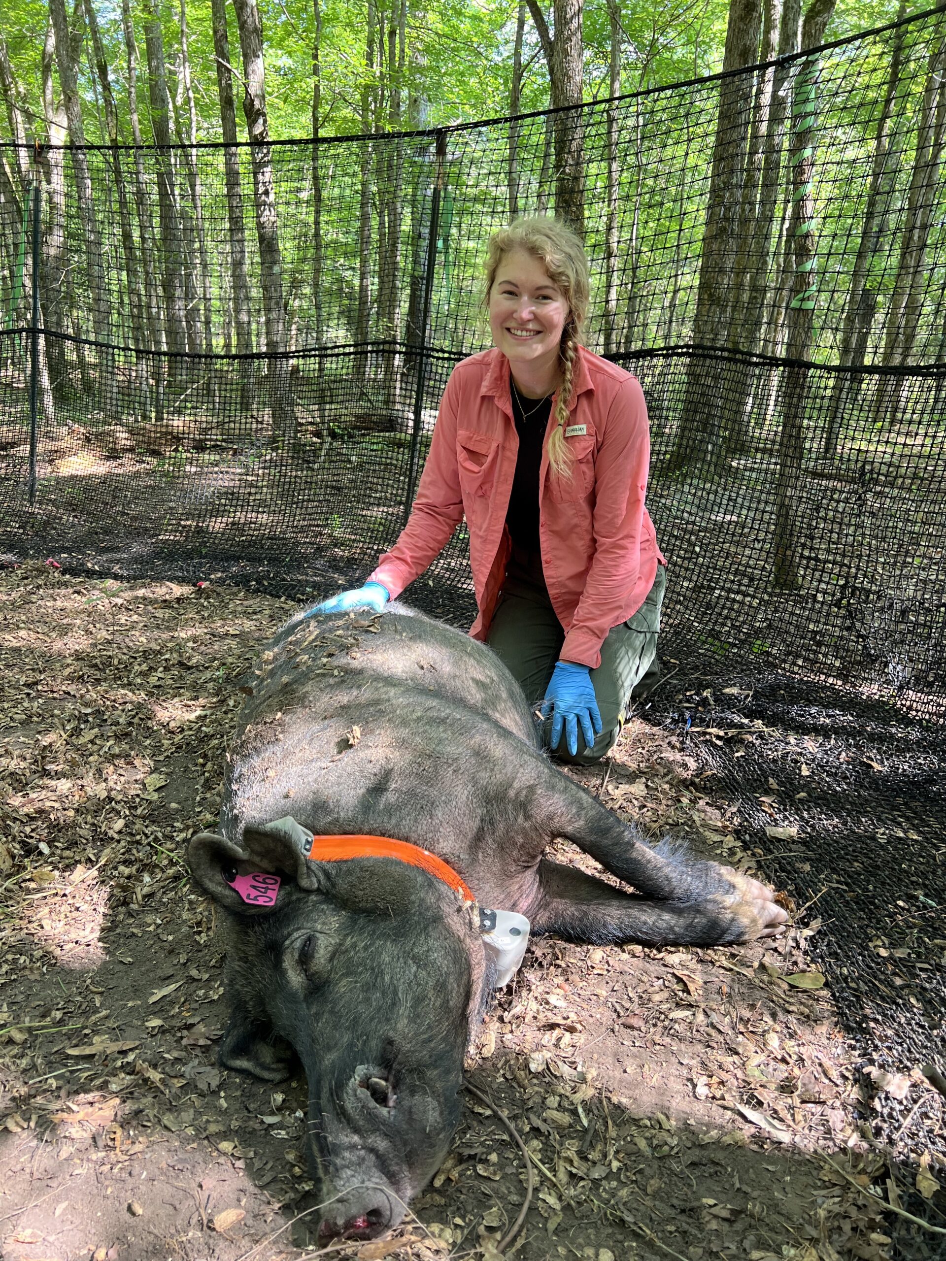 A woman wearing gloves kneels next to a tranquilized wild pig with an orange collar and ear tags in a wooded area enclosed by netting, carefully documenting data at this once forgotten site now used for wildlife research.