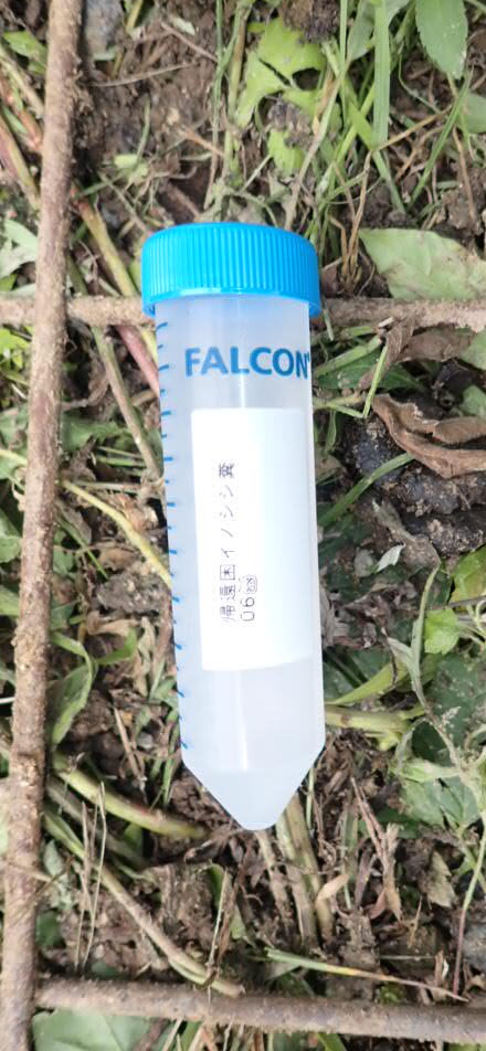 A capped Falcon centrifuge tube containing wild boar feces lying on a wire mesh grid over soil and vegetation.